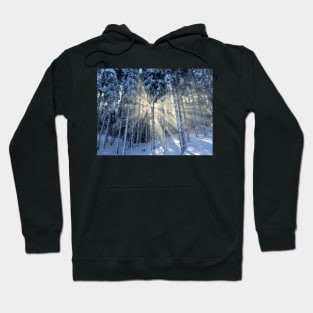 Dappled Sunlight in Winter Forest Hoodie